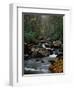 Stream Running Through Forest-Jay Dickman-Framed Photographic Print