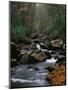 Stream Running Through Forest-Jay Dickman-Mounted Photographic Print