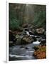 Stream Running Through Forest-Jay Dickman-Framed Photographic Print