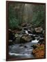 Stream Running Through Forest-Jay Dickman-Framed Photographic Print