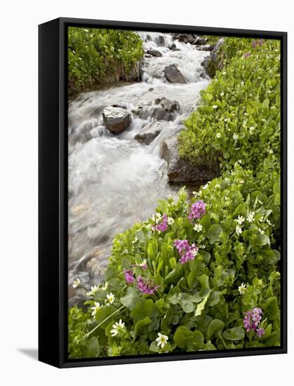 Stream Through Marsh Marigold or Elk's Lip and Parry's Primrose, American Basin, Colorado, USA-James Hager-Framed Stretched Canvas