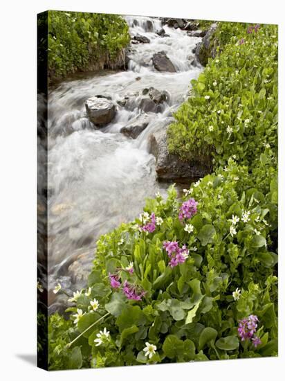Stream Through Marsh Marigold or Elk's Lip and Parry's Primrose, American Basin, Colorado, USA-James Hager-Stretched Canvas