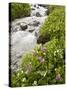 Stream Through Marsh Marigold or Elk's Lip and Parry's Primrose, American Basin, Colorado, USA-James Hager-Stretched Canvas