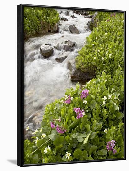 Stream Through Marsh Marigold or Elk's Lip and Parry's Primrose, American Basin, Colorado, USA-James Hager-Framed Photographic Print