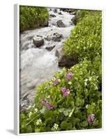 Stream Through Marsh Marigold or Elk's Lip and Parry's Primrose, American Basin, Colorado, USA-James Hager-Framed Photographic Print