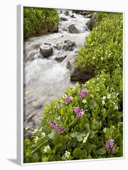 Stream Through Marsh Marigold or Elk's Lip and Parry's Primrose, American Basin, Colorado, USA-James Hager-Framed Photographic Print