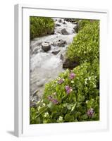 Stream Through Marsh Marigold or Elk's Lip and Parry's Primrose, American Basin, Colorado, USA-James Hager-Framed Photographic Print