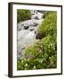 Stream Through Marsh Marigold or Elk's Lip and Parry's Primrose, American Basin, Colorado, USA-James Hager-Framed Photographic Print