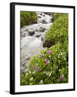 Stream Through Marsh Marigold or Elk's Lip and Parry's Primrose, American Basin, Colorado, USA-James Hager-Framed Photographic Print