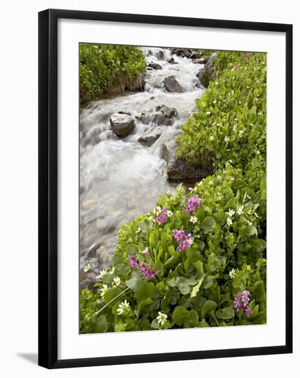 Stream Through Marsh Marigold or Elk's Lip and Parry's Primrose, American Basin, Colorado, USA-James Hager-Framed Photographic Print