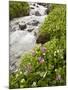 Stream Through Marsh Marigold or Elk's Lip and Parry's Primrose, American Basin, Colorado, USA-James Hager-Mounted Photographic Print