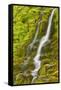 Stream Through Moss, Iceland, Polar Regions-James-Framed Stretched Canvas