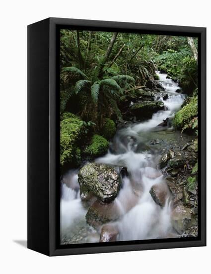 Stream Through Rainforest, Lewis Pass, South Island, New Zealand, Pacific-James Hager-Framed Stretched Canvas