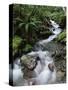 Stream Through Rainforest, Lewis Pass, South Island, New Zealand, Pacific-James Hager-Stretched Canvas