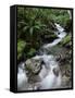 Stream Through Rainforest, Lewis Pass, South Island, New Zealand, Pacific-James Hager-Framed Stretched Canvas