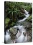 Stream Through Rainforest, Lewis Pass, South Island, New Zealand, Pacific-James Hager-Stretched Canvas