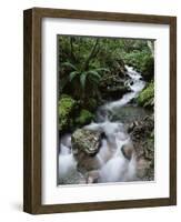 Stream Through Rainforest, Lewis Pass, South Island, New Zealand, Pacific-James Hager-Framed Photographic Print