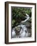 Stream Through Rainforest, Lewis Pass, South Island, New Zealand, Pacific-James Hager-Framed Photographic Print