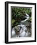 Stream Through Rainforest, Lewis Pass, South Island, New Zealand, Pacific-James Hager-Framed Photographic Print