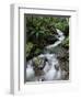 Stream Through Rainforest, Lewis Pass, South Island, New Zealand, Pacific-James Hager-Framed Photographic Print