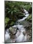 Stream Through Rainforest, Lewis Pass, South Island, New Zealand, Pacific-James Hager-Mounted Photographic Print