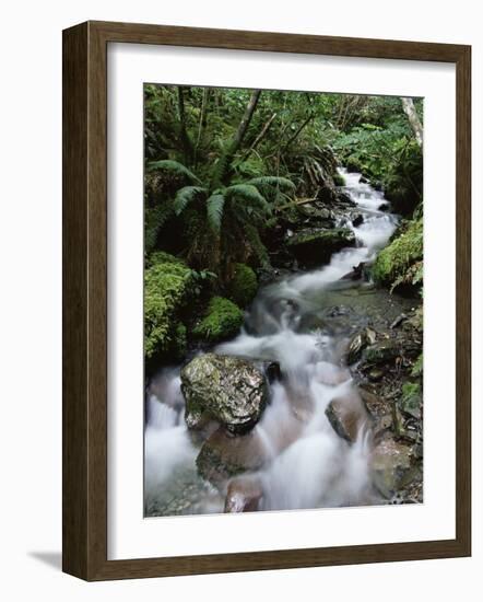 Stream Through Rainforest, Lewis Pass, South Island, New Zealand, Pacific-James Hager-Framed Photographic Print