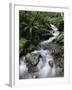 Stream Through Rainforest, Lewis Pass, South Island, New Zealand, Pacific-James Hager-Framed Photographic Print