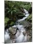 Stream Through Rainforest, Lewis Pass, South Island, New Zealand, Pacific-James Hager-Mounted Photographic Print