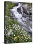 Stream Through Wildflowers, American Basin, Uncompahgre National Forest, Colorado, USA-James Hager-Stretched Canvas