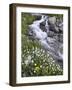 Stream Through Wildflowers, American Basin, Uncompahgre National Forest, Colorado, USA-James Hager-Framed Photographic Print