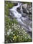 Stream Through Wildflowers, American Basin, Uncompahgre National Forest, Colorado, USA-James Hager-Mounted Photographic Print