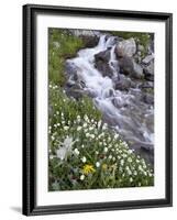 Stream Through Wildflowers, American Basin, Uncompahgre National Forest, Colorado, USA-James Hager-Framed Photographic Print