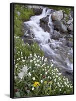 Stream Through Wildflowers, American Basin, Uncompahgre National Forest, Colorado, USA-James Hager-Framed Photographic Print