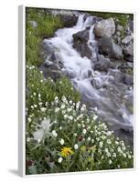 Stream Through Wildflowers, American Basin, Uncompahgre National Forest, Colorado, USA-James Hager-Framed Photographic Print