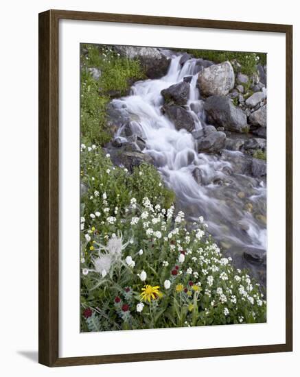 Stream Through Wildflowers, American Basin, Uncompahgre National Forest, Colorado, USA-James Hager-Framed Photographic Print