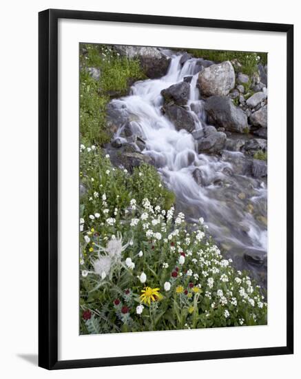 Stream Through Wildflowers, American Basin, Uncompahgre National Forest, Colorado, USA-James Hager-Framed Photographic Print