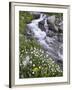 Stream Through Wildflowers, American Basin, Uncompahgre National Forest, Colorado, USA-James Hager-Framed Photographic Print