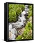 Stream Through Wildflowers, Mineral Basin, Uncompahgre National Forest, Colorado, USA-James Hager-Framed Stretched Canvas