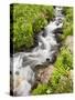 Stream Through Wildflowers, Mineral Basin, Uncompahgre National Forest, Colorado, USA-James Hager-Stretched Canvas