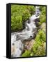 Stream Through Wildflowers, Mineral Basin, Uncompahgre National Forest, Colorado, USA-James Hager-Framed Stretched Canvas