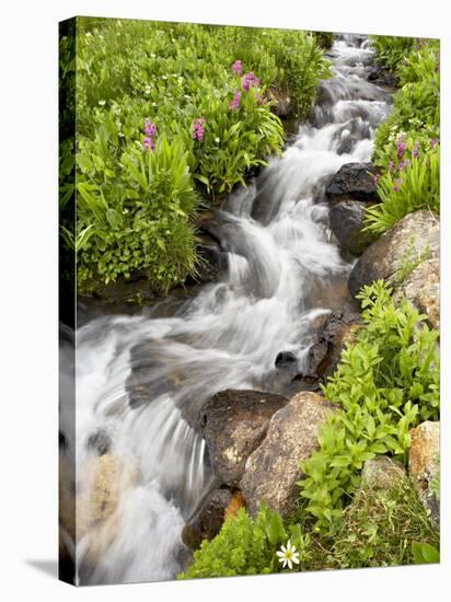 Stream Through Wildflowers, Mineral Basin, Uncompahgre National Forest, Colorado, USA-James Hager-Stretched Canvas