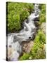 Stream Through Wildflowers, Mineral Basin, Uncompahgre National Forest, Colorado, USA-James Hager-Stretched Canvas