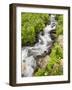 Stream Through Wildflowers, Mineral Basin, Uncompahgre National Forest, Colorado, USA-James Hager-Framed Photographic Print