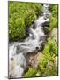 Stream Through Wildflowers, Mineral Basin, Uncompahgre National Forest, Colorado, USA-James Hager-Mounted Photographic Print