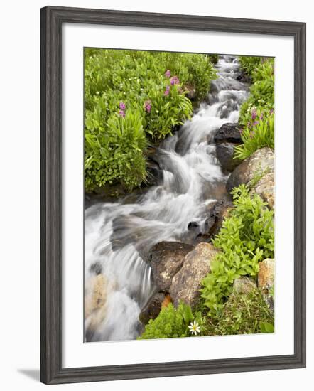 Stream Through Wildflowers, Mineral Basin, Uncompahgre National Forest, Colorado, USA-James Hager-Framed Photographic Print