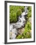 Stream Through Wildflowers, Mineral Basin, Uncompahgre National Forest, Colorado, USA-James Hager-Framed Photographic Print