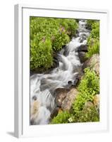 Stream Through Wildflowers, Mineral Basin, Uncompahgre National Forest, Colorado, USA-James Hager-Framed Photographic Print