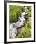 Stream Through Wildflowers, Mineral Basin, Uncompahgre National Forest, Colorado, USA-James Hager-Framed Photographic Print