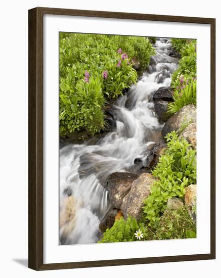 Stream Through Wildflowers, Mineral Basin, Uncompahgre National Forest, Colorado, USA-James Hager-Framed Photographic Print