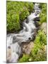 Stream Through Wildflowers, Mineral Basin, Uncompahgre National Forest, Colorado, USA-James Hager-Mounted Photographic Print